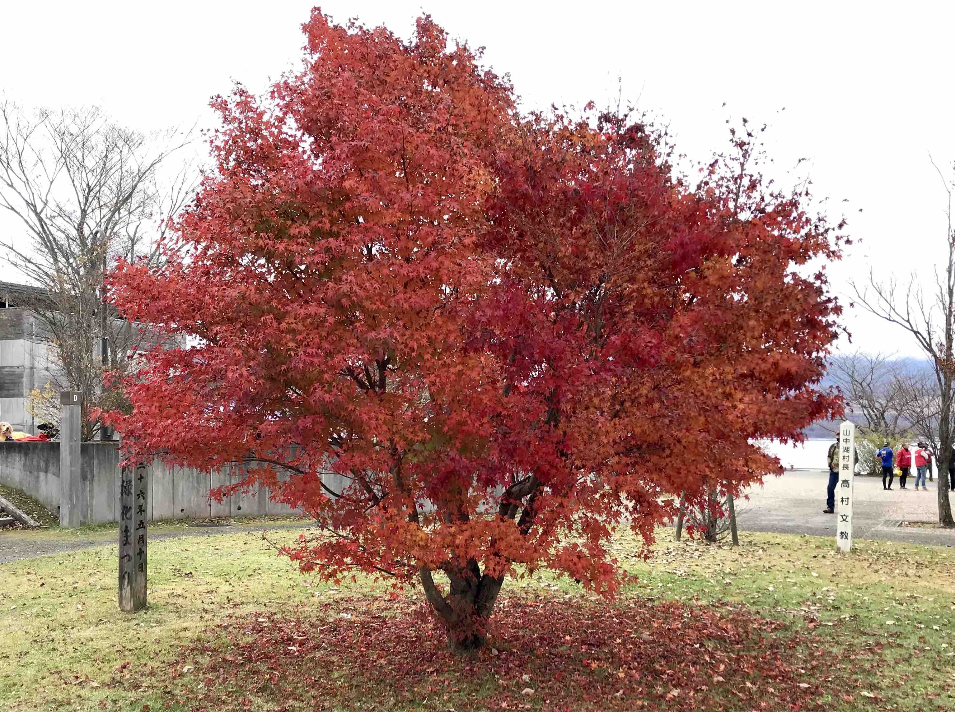 Momiji tree with red leaves on cloudy day