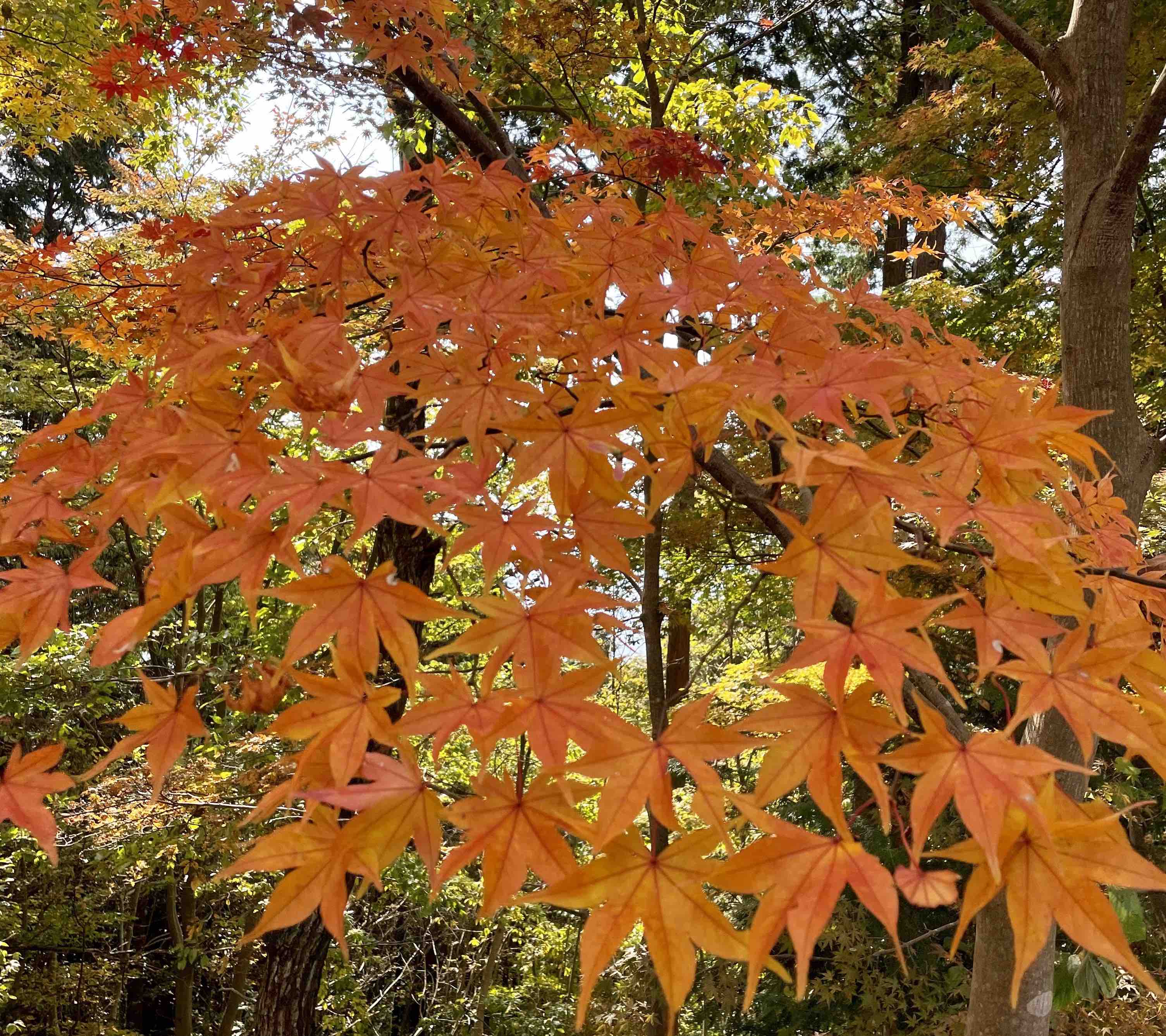 Orange/yellow Momiji leaves