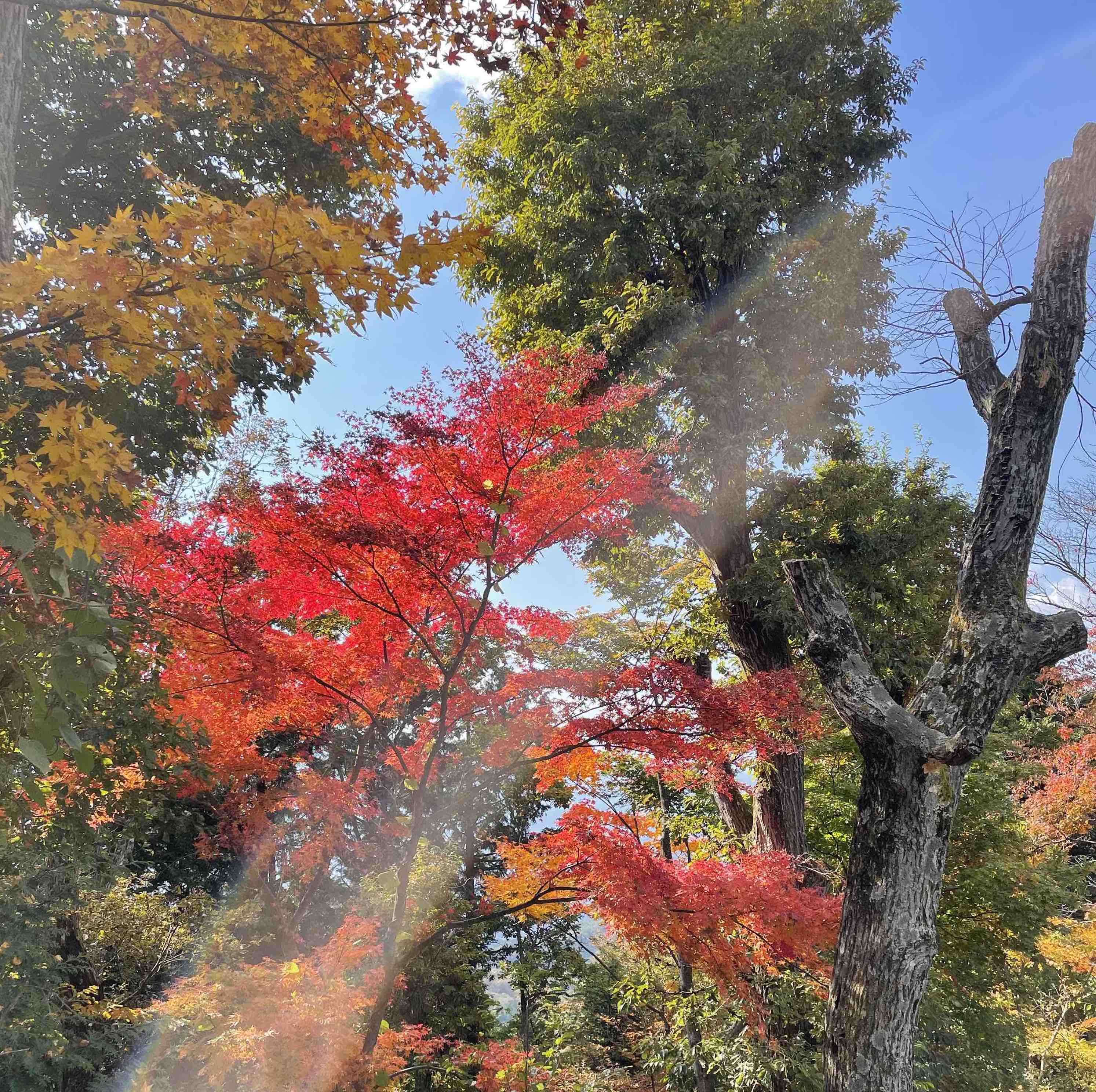 Why fall in Japan is extra special