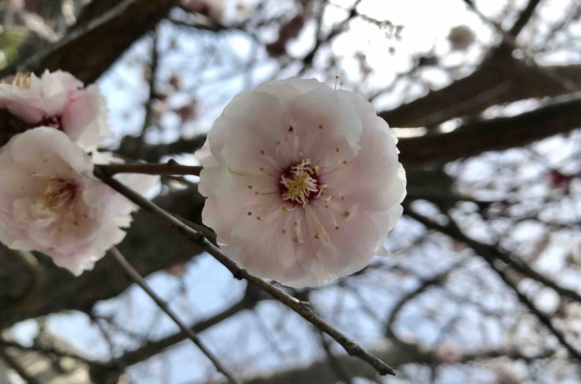 White single momo flower