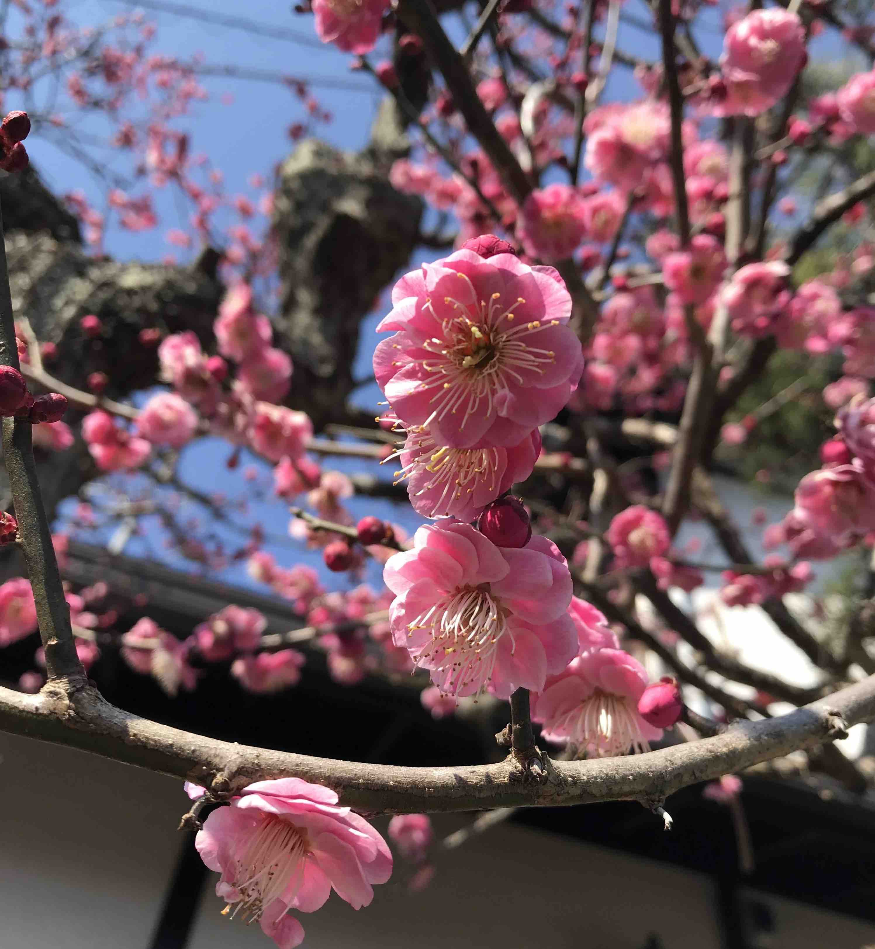 Pink ume flower on tree