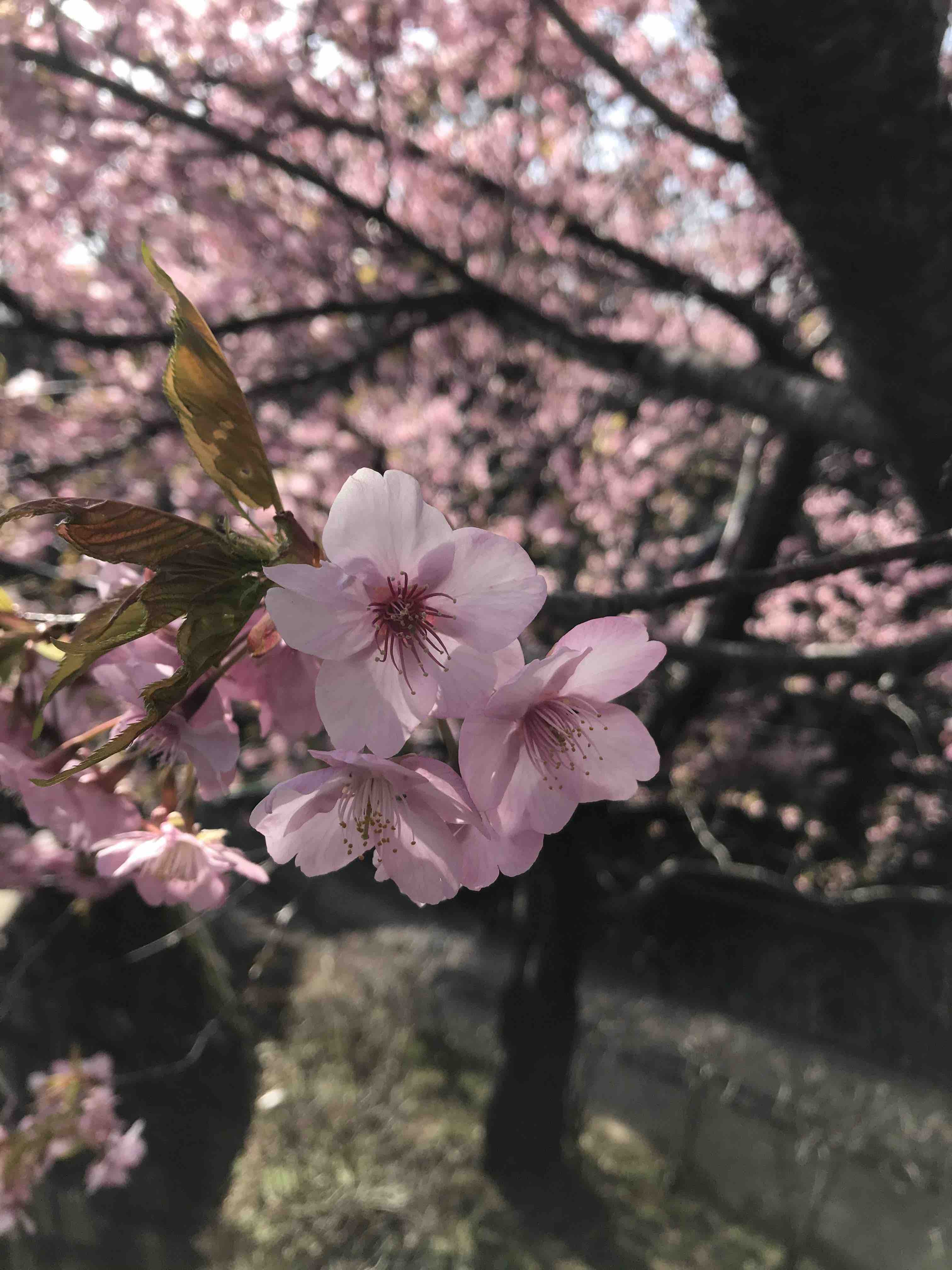 Pink sakura flower on tree
