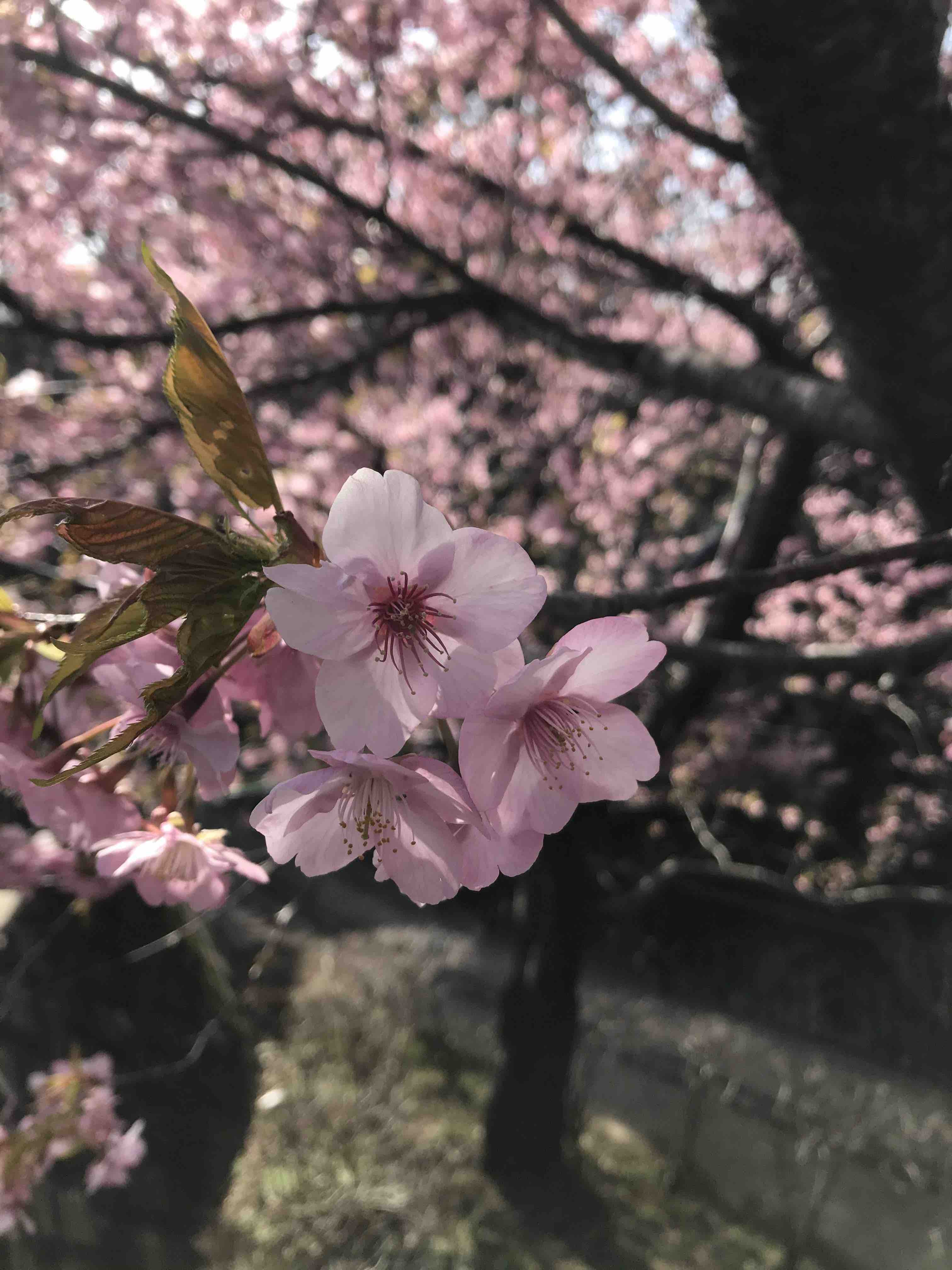 A little taste of Sakura Season in Japan