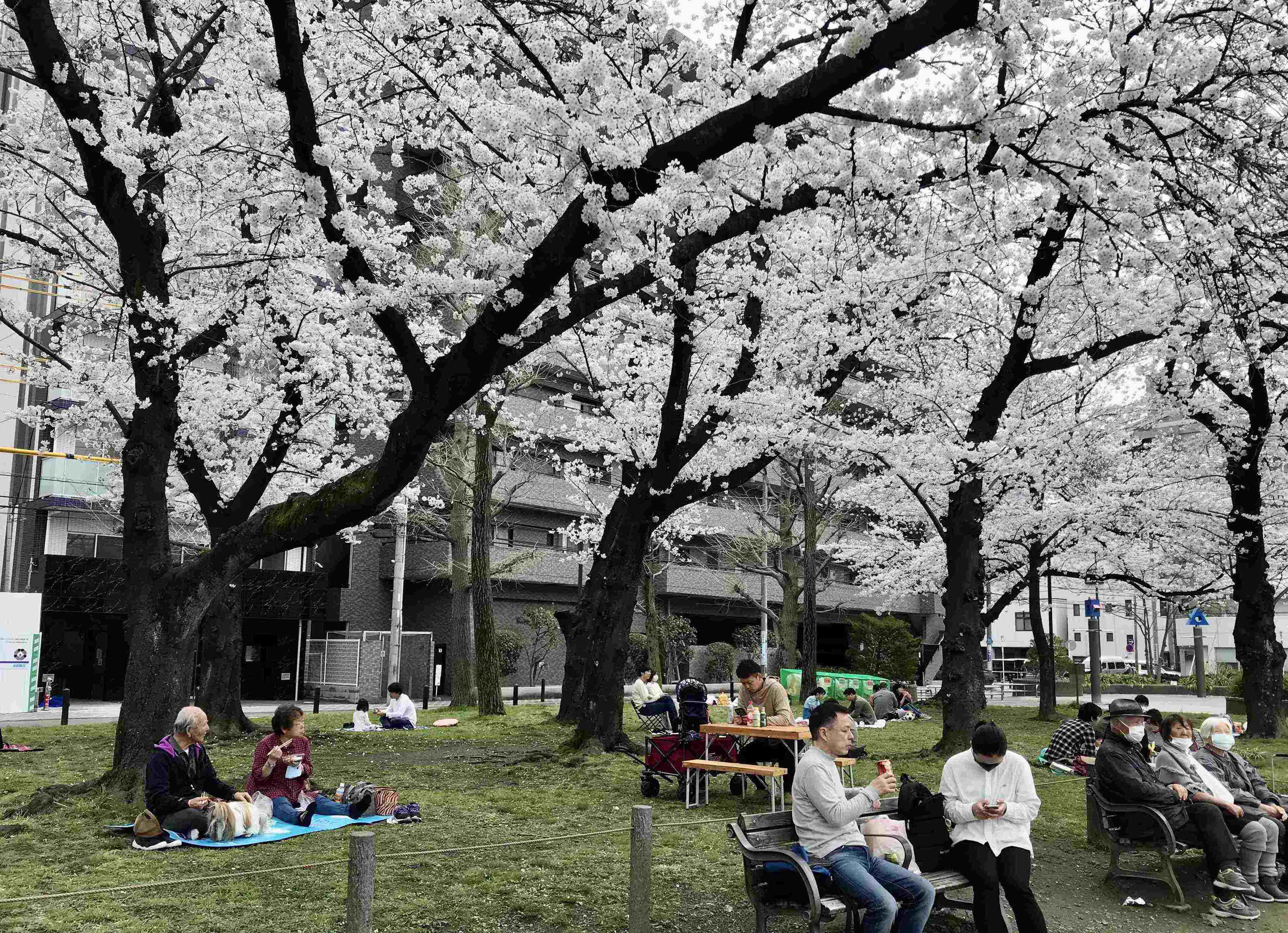 People under sakura trees in park on bench and picnic tables