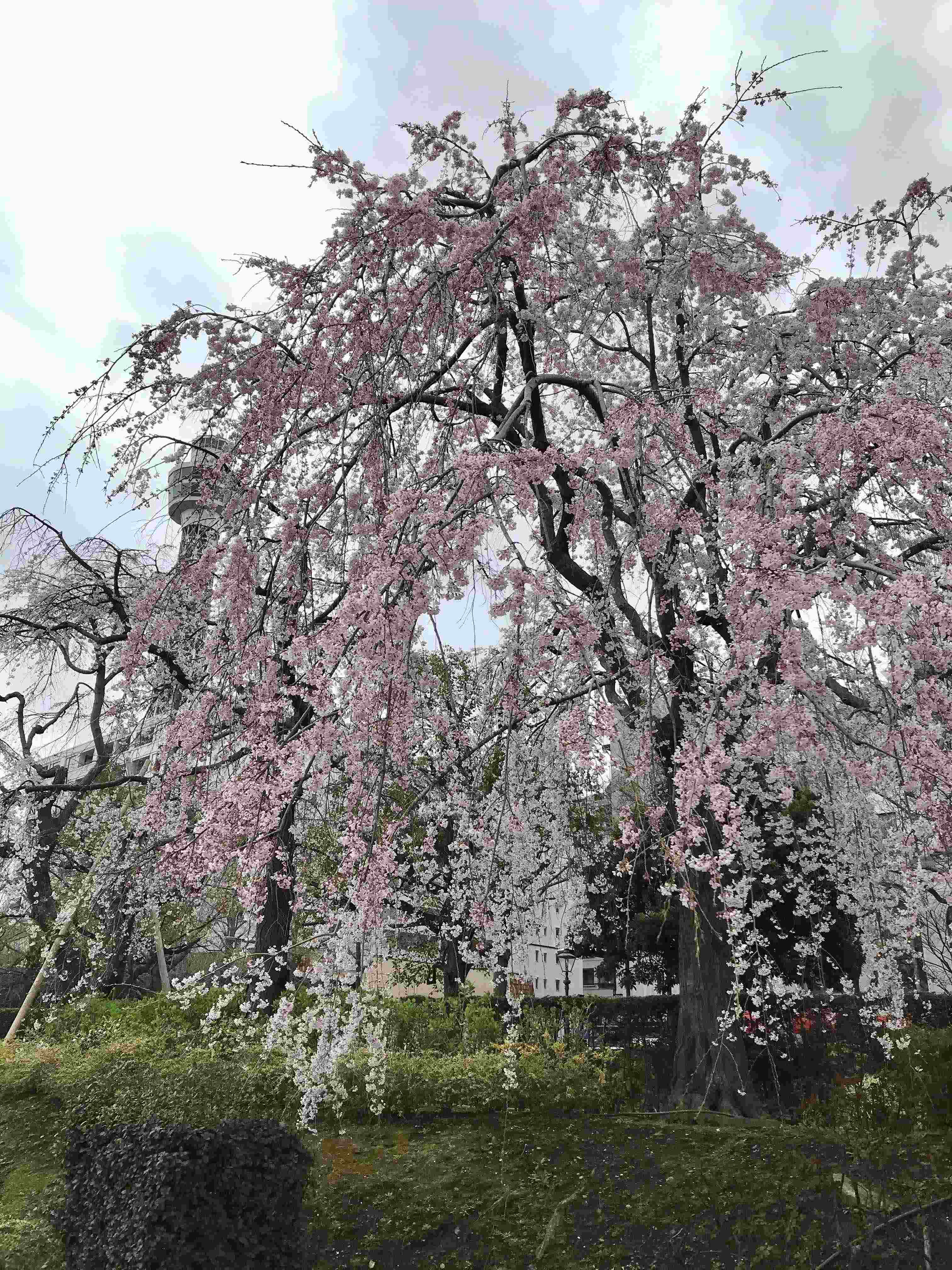 Willow Sakura tree