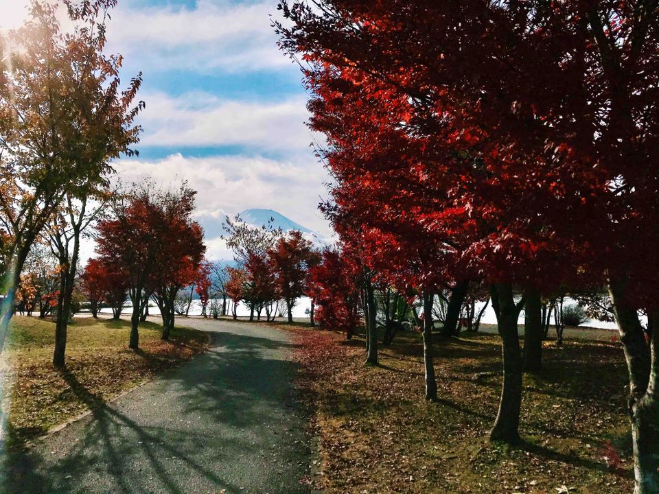 Red momiji trees and mountain fuji